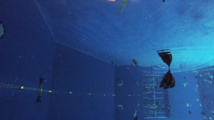 海龟 海底水草 游客参观