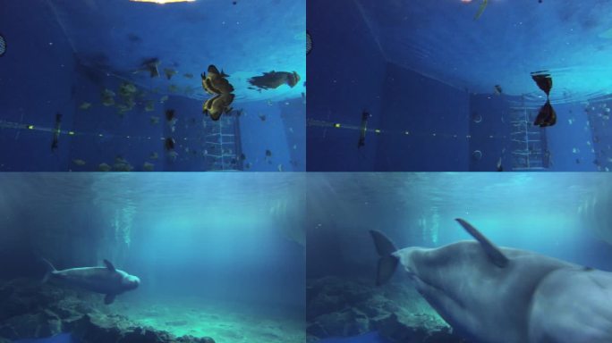 海龟 海底水草 游客参观