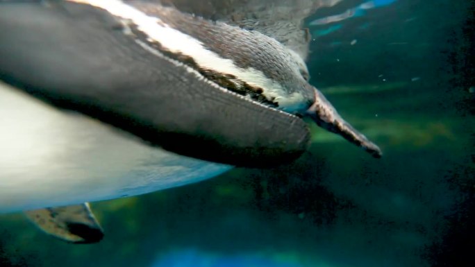 海洋馆 海洋生物 水下生物