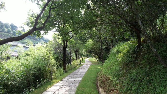 福建福鼎天湖绿雪芽白茶山庄