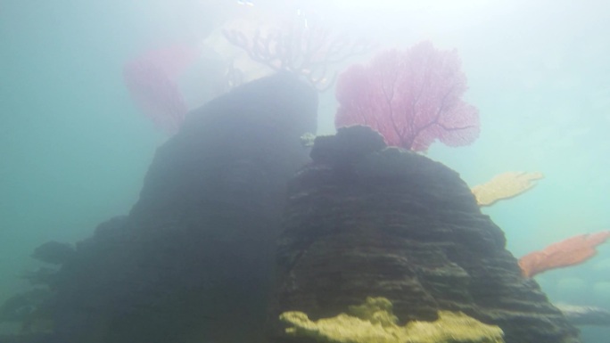 海洋馆 海洋生物 水下生物