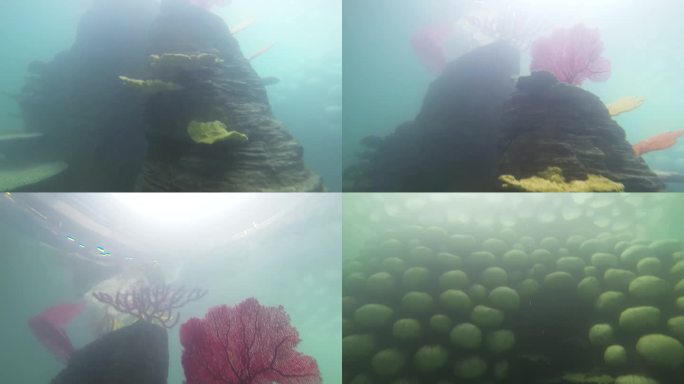 海洋馆 海洋生物 水下生物