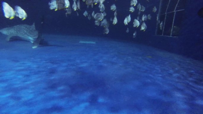 海龟 海底水草 游客参观