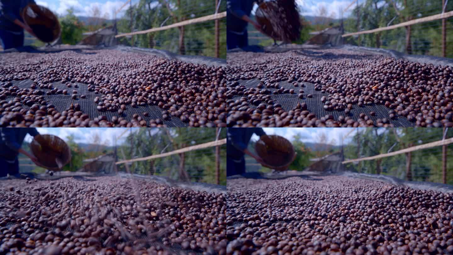 晾晒咖啡豆