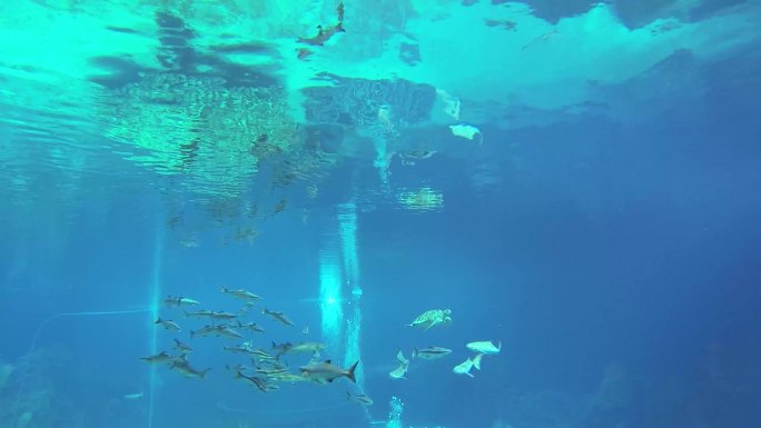 海底世界 海洋生物 潜水检测