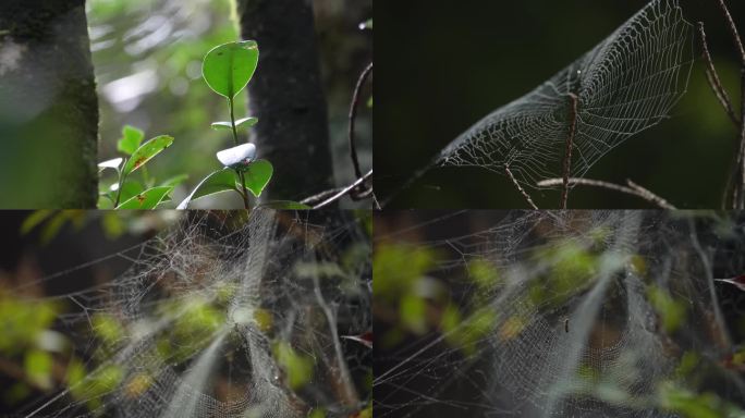 实拍蜘蛛网4K视频素材