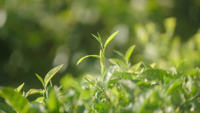 普洱茶 雨露