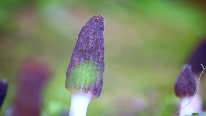 羊肚菌视频素材