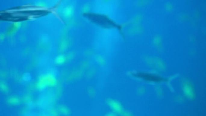 生物多样性 水下生物 鱼群游走