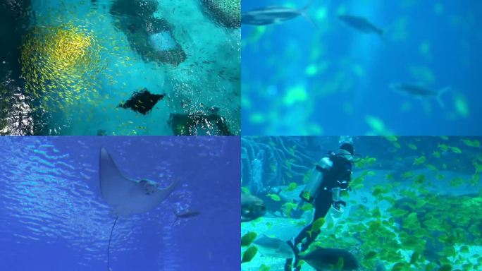 生物多样性 水下生物 鱼群游走