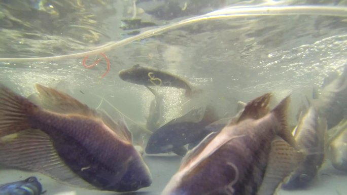 水下生物 鱼群集中 潜水