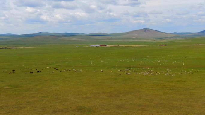 内蒙古羊群延时摄影