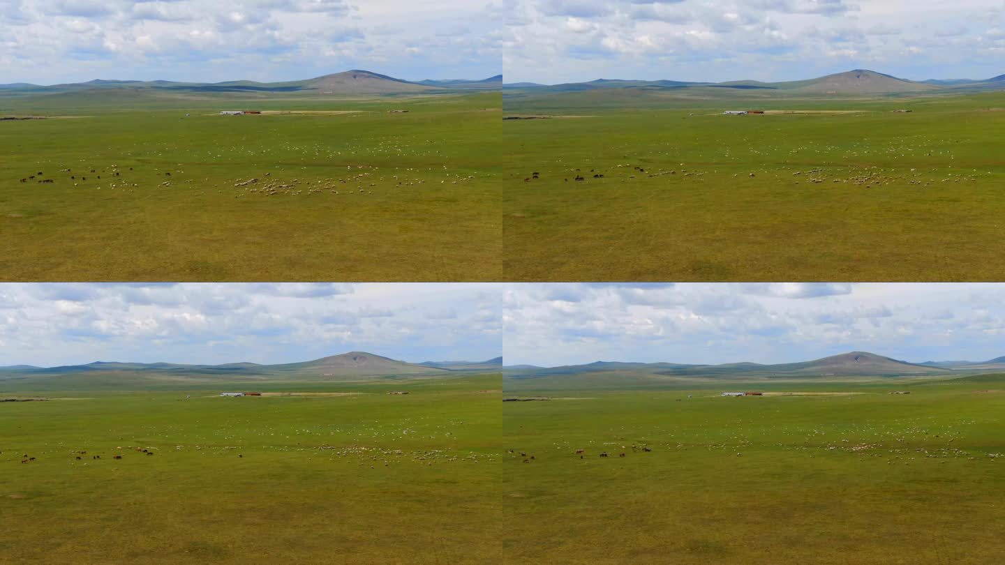 内蒙古羊群延时摄影