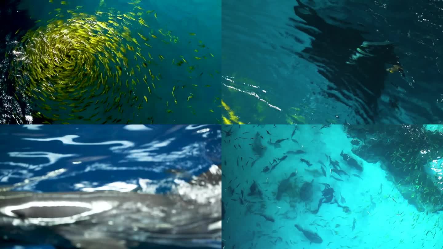 鱼群 专业喂养 海底生物
