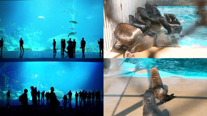 海洋生物 海洋馆 潜水员