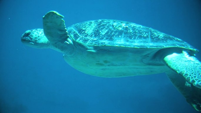 海洋生物 海洋馆 潜水员