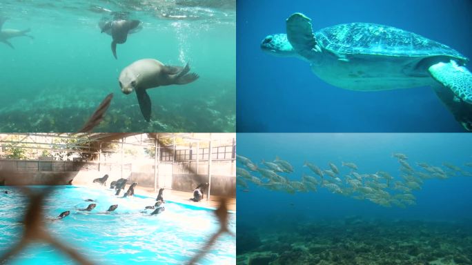 海洋生物 海洋馆 潜水员