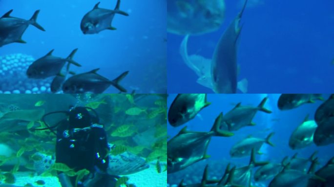 生物多样性 水下生物 鱼群游走