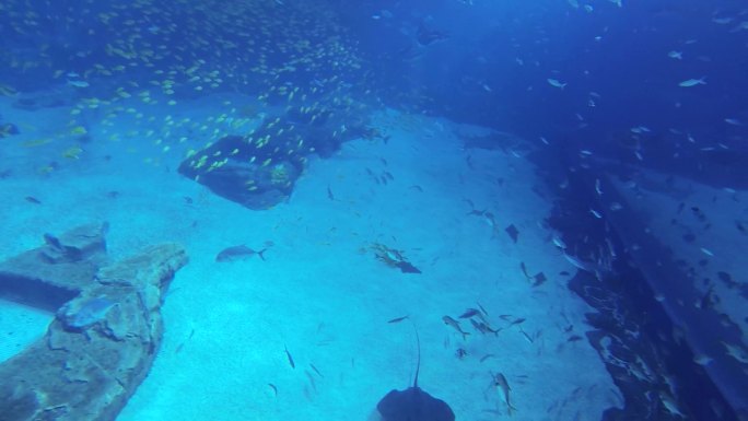 水下生物 鱼群集中 潜水