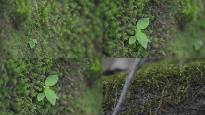 W云南普洱雨林中的小型植物