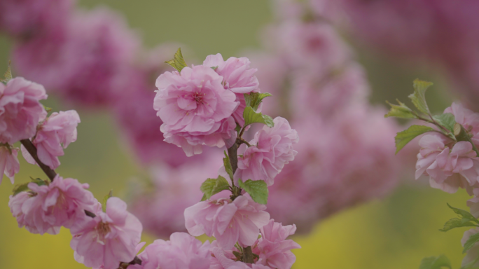 桃花梅花樱花鲜花 花开花朵花苞