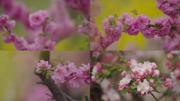 桃花梅花樱花鲜花 花开花朵花苞