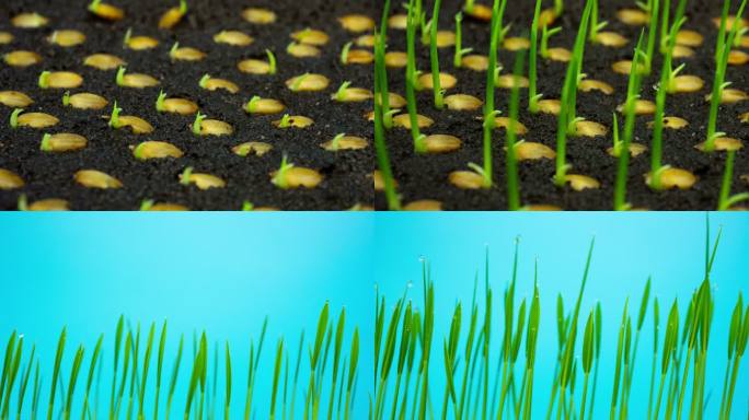 水稻发芽过程