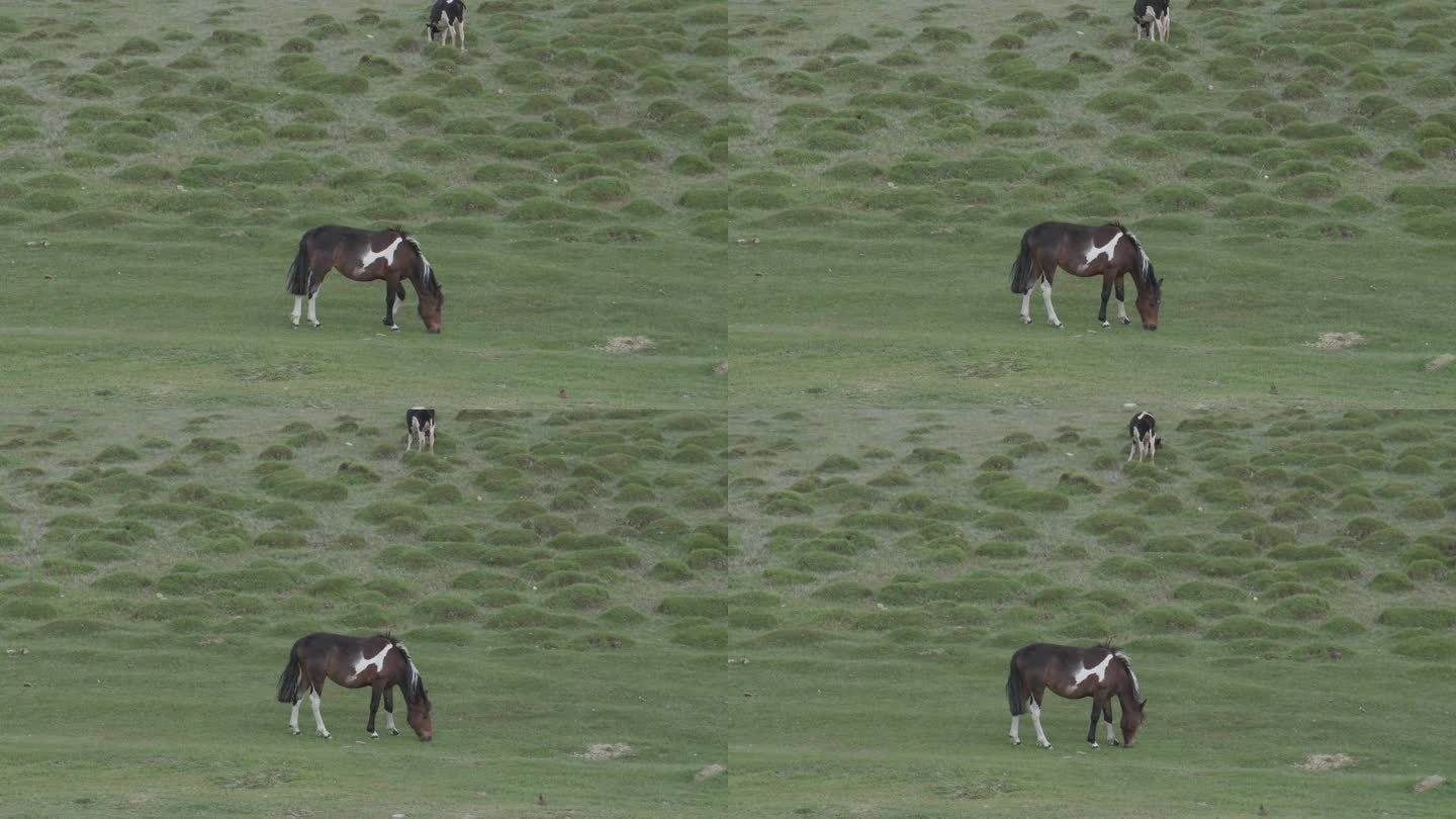 草地上吃草的马