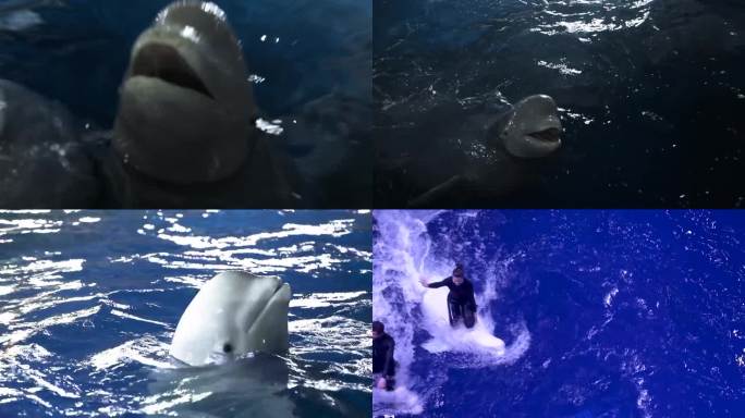 白鲸表演 饲养员 专业训练