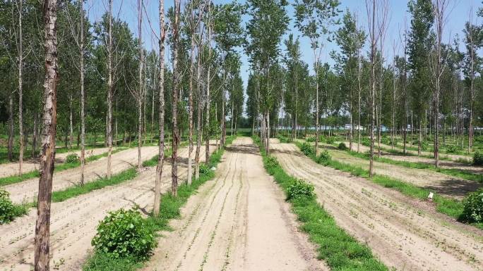 沙地种植的杨树，枯死的杨树苗