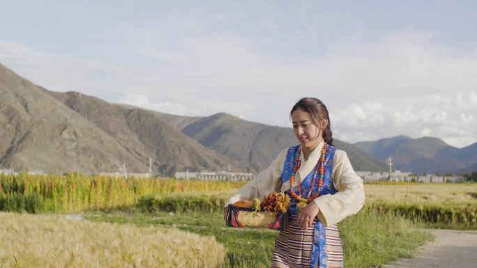 绿松石 金子 藏族女性服装 青稞田藜麦田