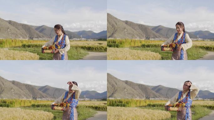 绿松石 金子 藏族女性服装 青稞田藜麦田