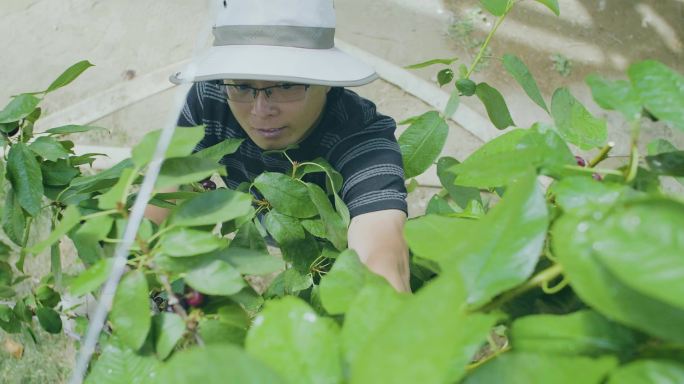 片红樱桃 可口的水果 丰收的季节采摘果园