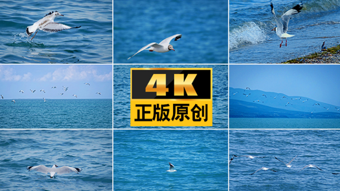 海海洋环境海鸥飞翔湖泊大自然水海水飞行
