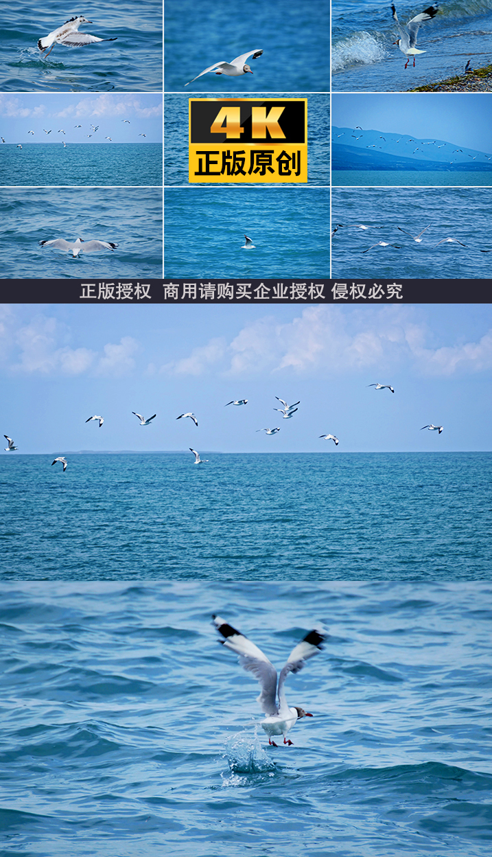 海海洋环境海鸥飞翔湖泊大自然水海水飞行