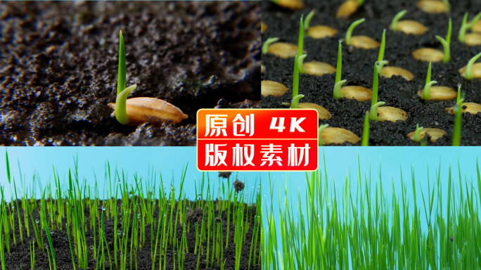水稻种子生长延时