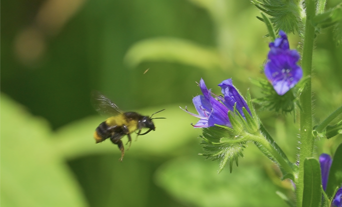 蜜蜂采蜜-升格慢动作蜜蜂采蜜小清新微生物