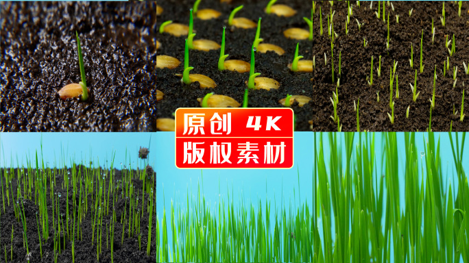 破土 种子发芽延时  土壤 水稻生长过程