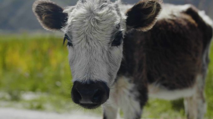 小奶牛 小花牛 与动物接触 西藏路边小牛