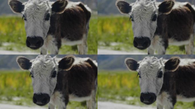 小奶牛 小花牛 与动物接触 西藏路边小牛