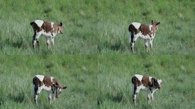 小牛在草地上吃草 牧民 农牧业