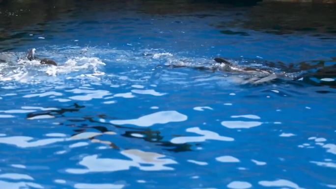 生物多样性 水下生物 鱼群游走