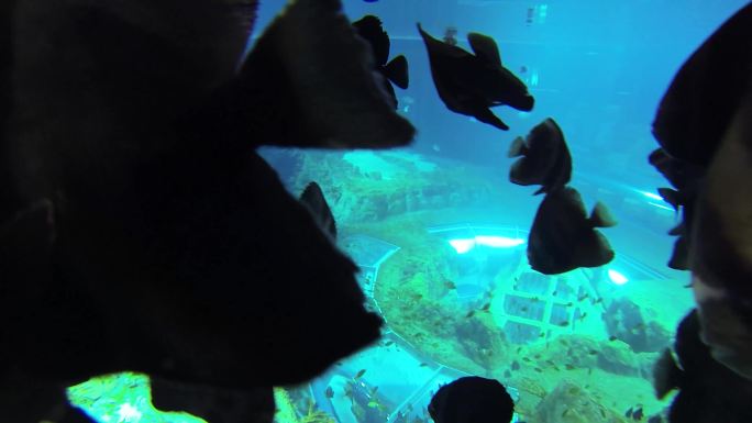海底世界 海洋生物 潜水检测
