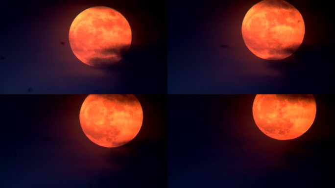 超级月亮特写 圆月飞鸟 月升延时摄影