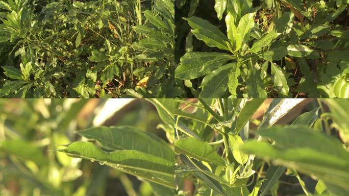 J广东珠海淇澳红树林湿地生态园尖叶卤蕨