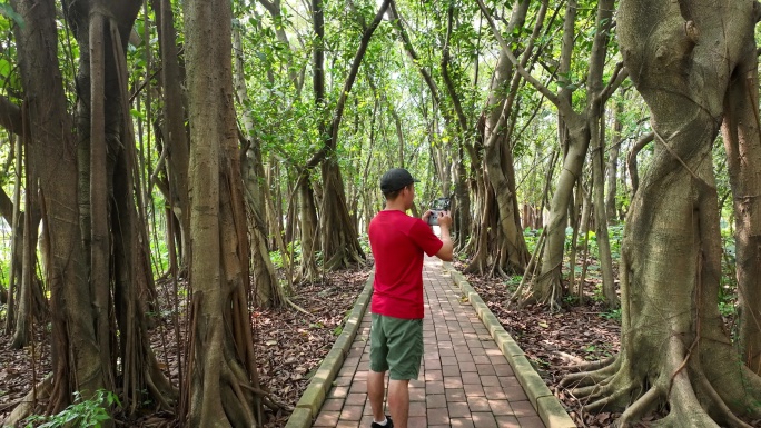 小树林雾气 森林 树林 树林光影 植物