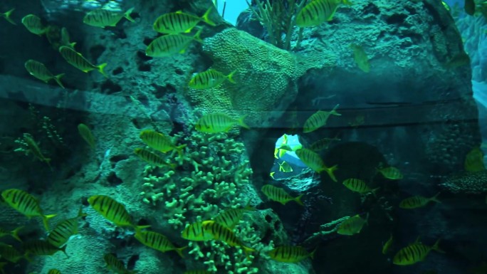 海洋生物 海洋馆 潜水员