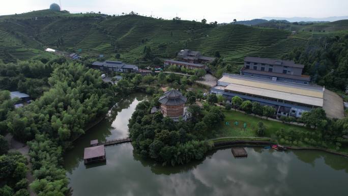 福建福鼎天湖绿雪芽白茶山庄