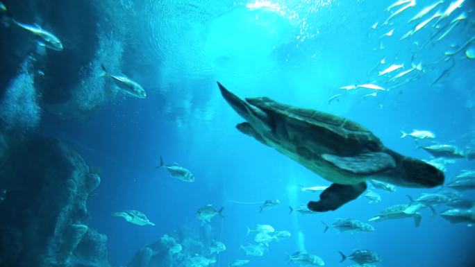 海洋生物 海洋馆 潜水员