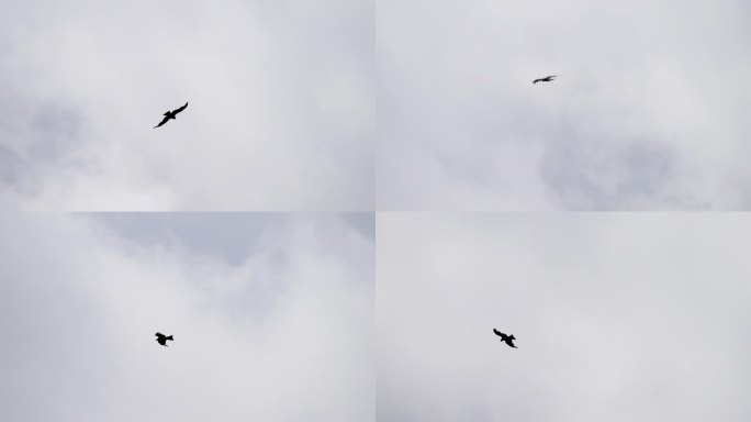 一只老鹰翱翔的天空的视频